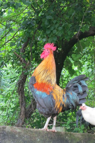 Star Gazing Farm, Boyds, Maryland, photo by Sheila Crye