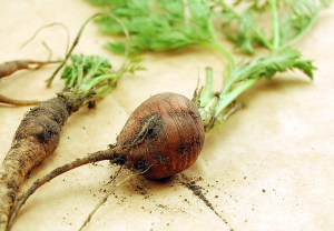 4516867926_8971cb2b65_z