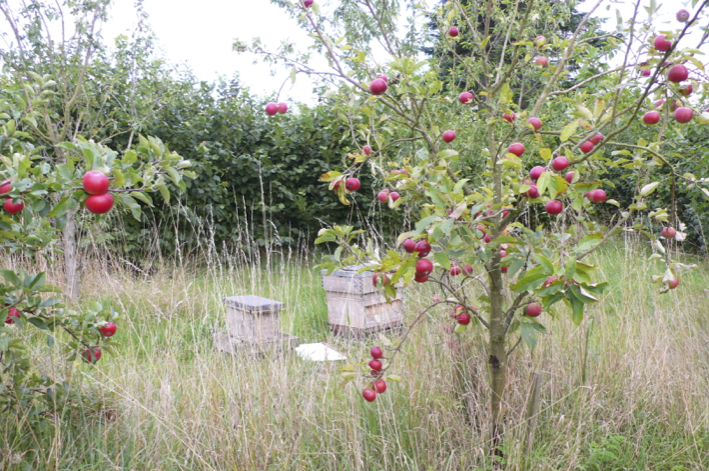 Nicol_apple trees