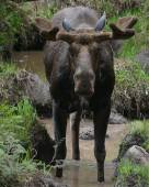 955254-20190325-isle-royale-moose05