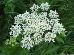 cow parsnip