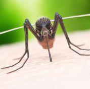 illustration-of-a-mosquito-biting-royalty-free-illustration-1124679781-1556840632